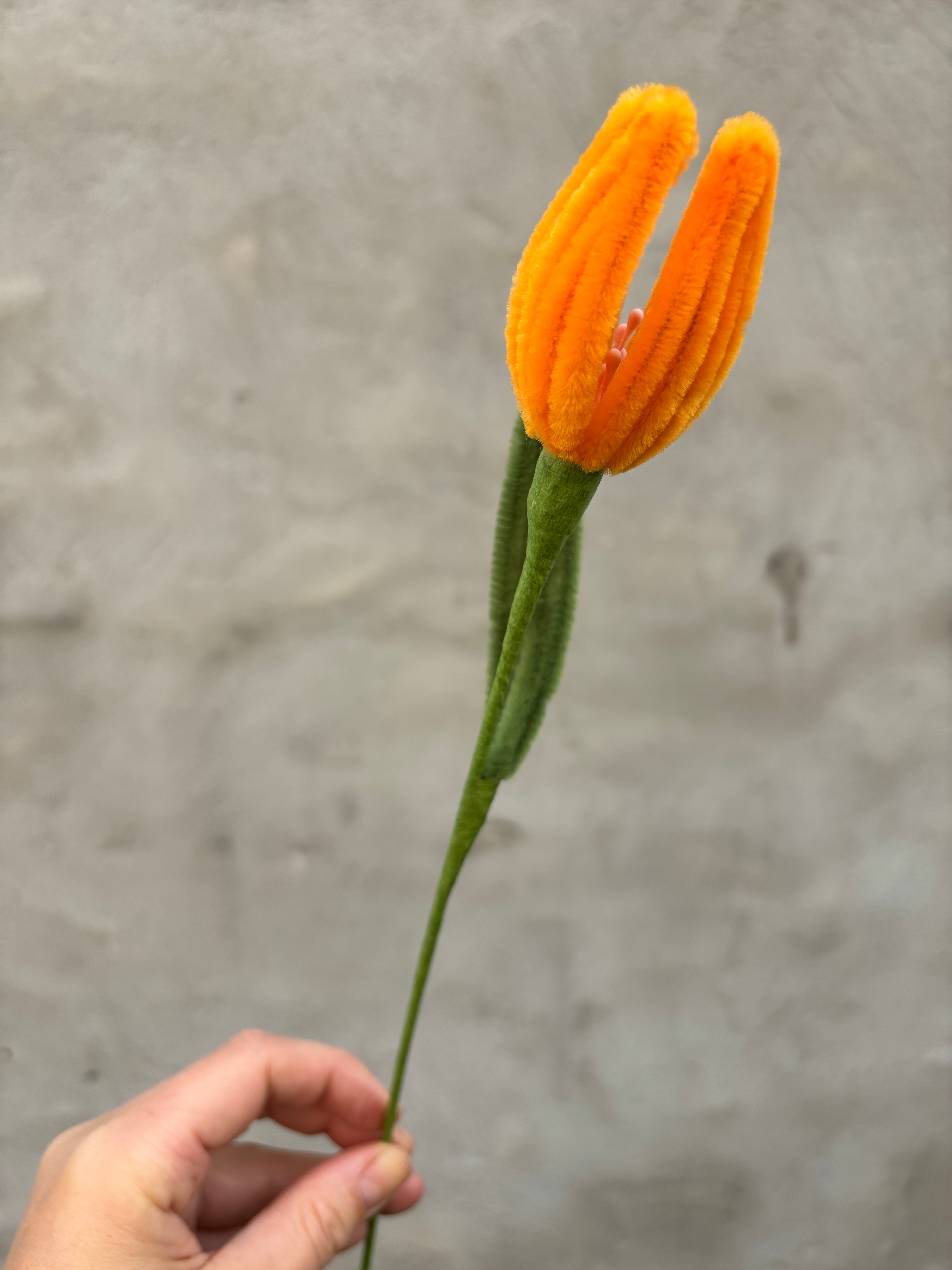 Orange tulipan