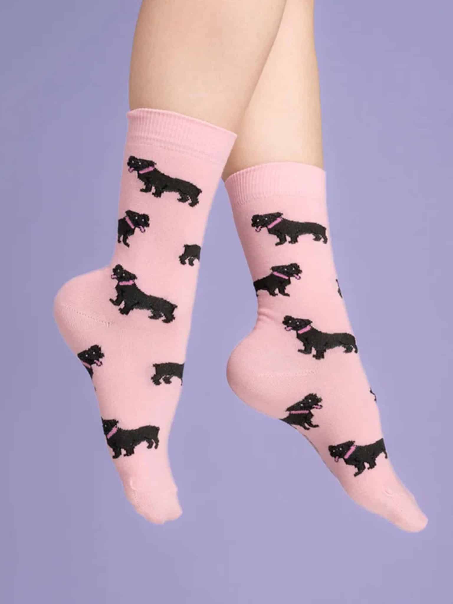 Stafforshire bull terrier Sokker