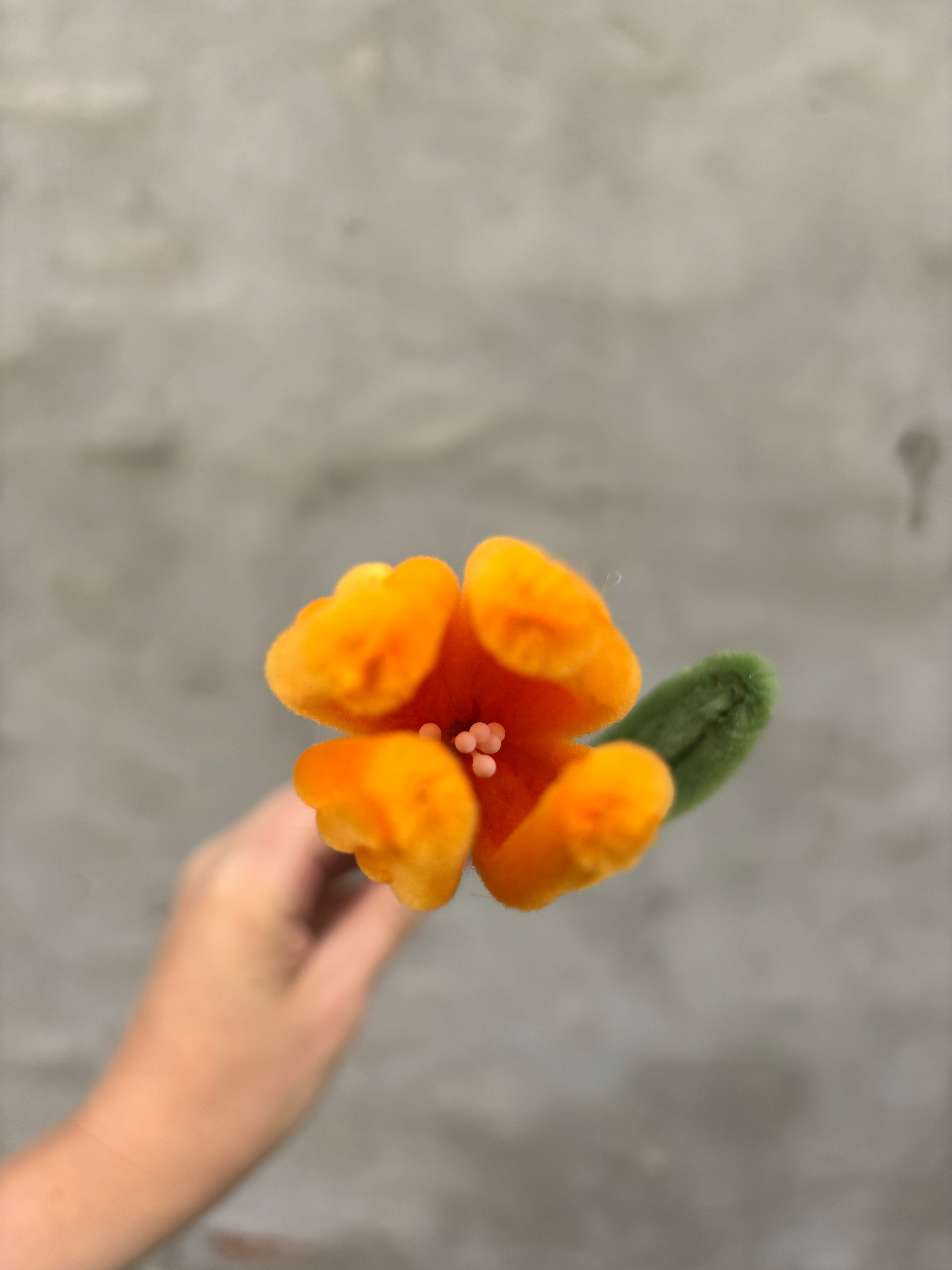 Orange tulipan
